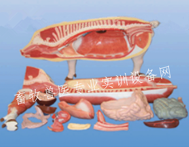 猪解剖模型