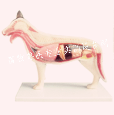 狗解剖模型