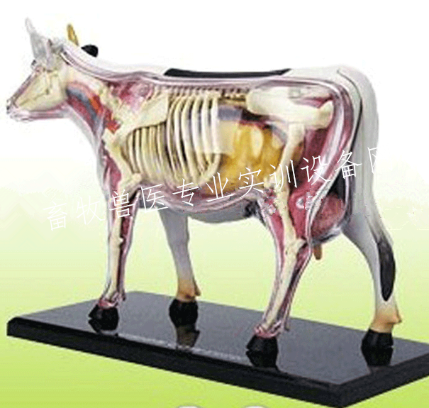牛解剖模型