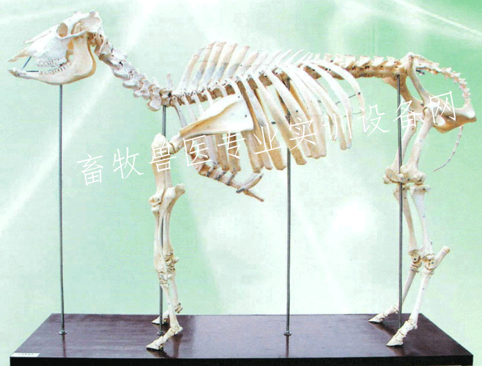 牛骨骼标本