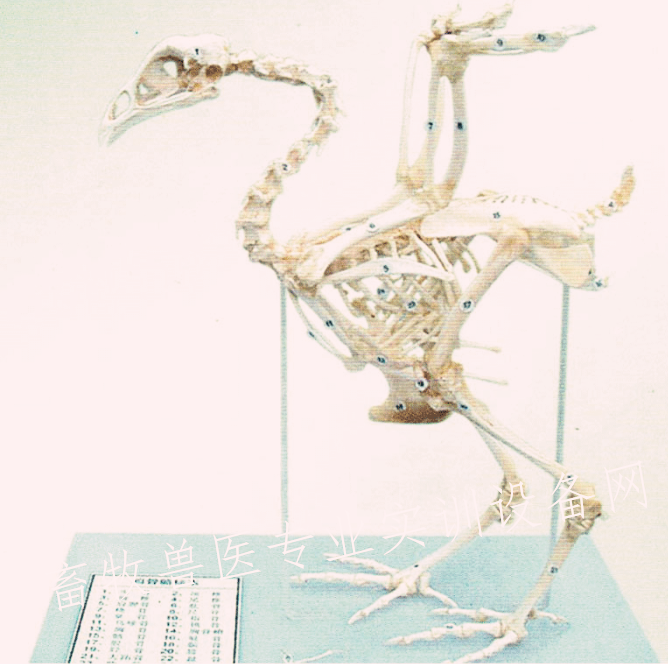 鸡骨骼标本