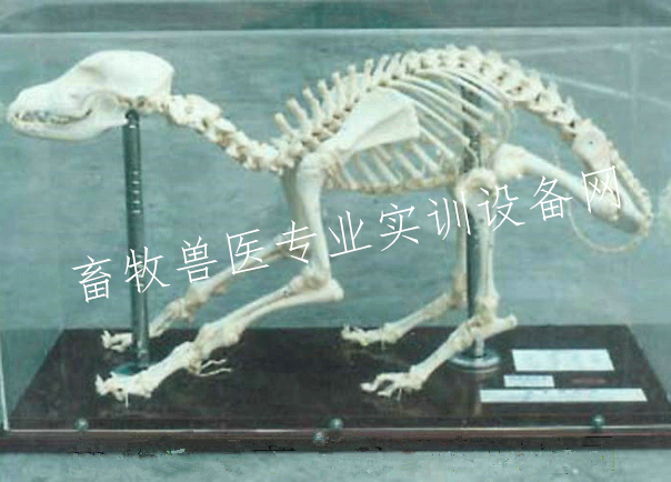 狗骨骼标本